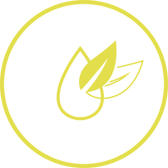 Yellow Graphic