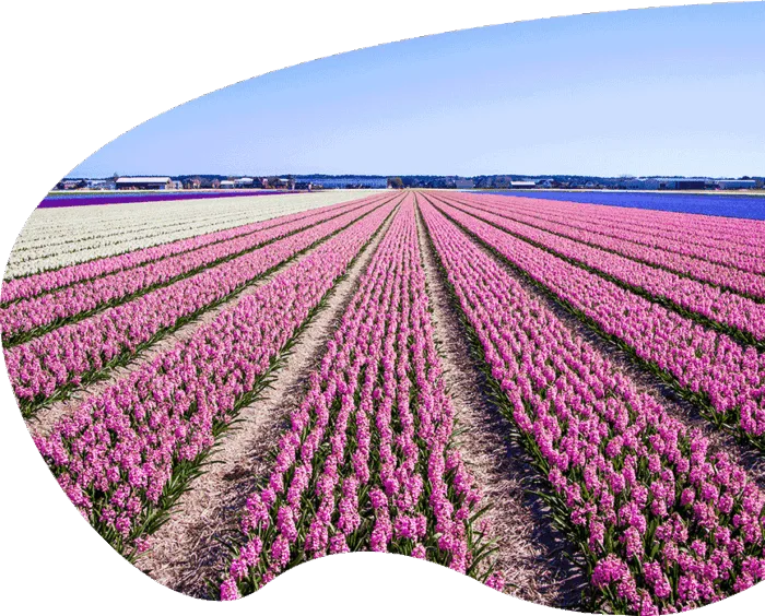 lavender field