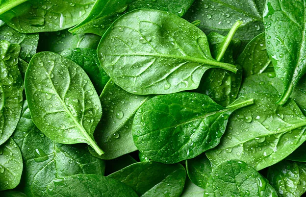 basil