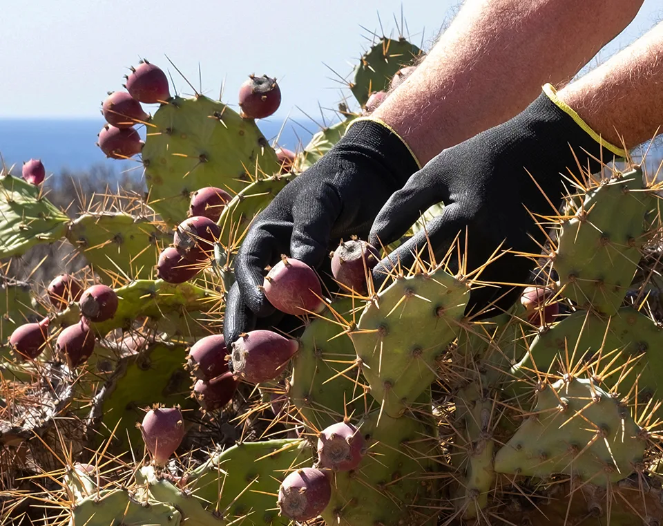 prickly pear cacti