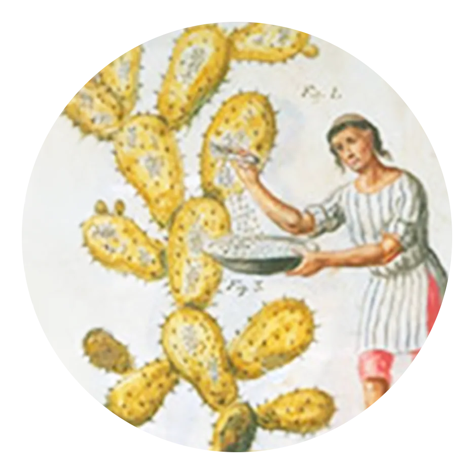 conchineal historical image