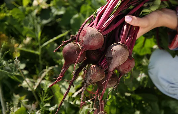 beetroot harvesting